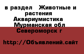  в раздел : Животные и растения » Аквариумистика . Мурманская обл.,Североморск г.